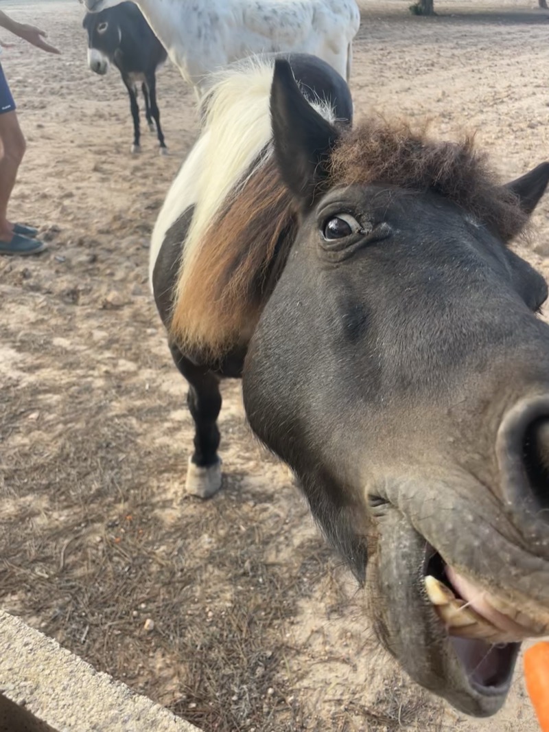 Feeding local horses